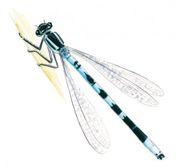 Demoiselle La mare de A à Z