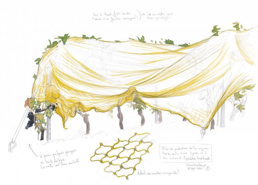 Des filets de protection aux mailles imparables emballent les vignes afin de protéger la récolte des oiseaux. Dessin filet à vignes