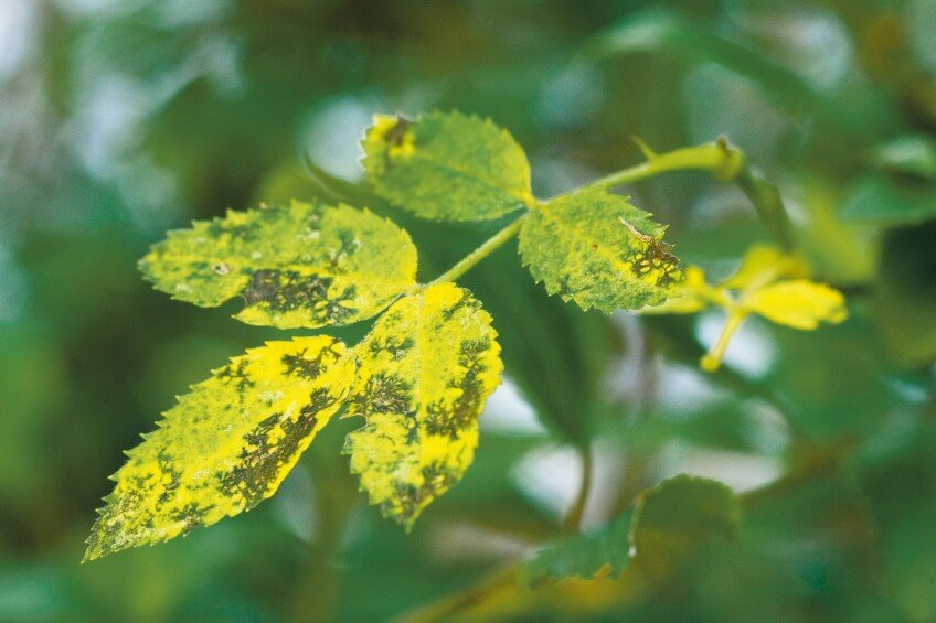 Des taches sombres sur les feuilles ? Il s'agit sans doute du marsonia ou maladie des taches noires. La sensibilité à ce champignon a été importée en Europe par une variété cultivée de Rosa foetida, le rosier à fleurs jaunes. Le marsonia affecte surtout les roses modernes. Entretien rosier sauvage maladies