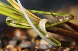 Deux jours après la ponte. / © Gilbert Hayoz