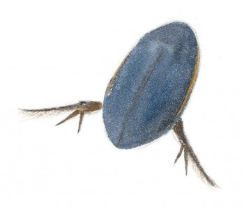 Dytique Dessin dytique