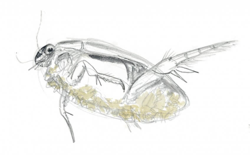 Dytique vu du dessous Dessin dytique