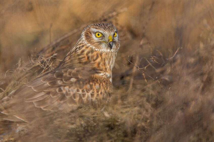 « A première vue, une image classique… Mais quelle intensité dans le regard ! Le subtil mariage entre les plumes de ce busard Saint-Martin et les herbes m'a particulièrement touché. C'est une photo presque picturale, très éloignée de tous ces clichés ultra-spectaculaires auxquels nous a habitués le numérique. » Concours photo 2015 de la Station ornithologique suisse