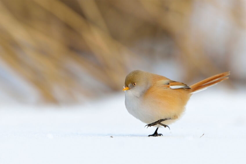 « La panure ou mésange à moustaches est un oiseau très photogénique. On la voit souvent immortalisée dans son milieu, perchée sur des roseaux. A la fin de notre sélection, cette image est remontée dans le classement parce qu'elle montre dans une posture insolite une espèce qui se pose rarement au sol. J'aime le pas de danse esquissé par cette femelle. » Concours photo 2015 de la Station ornithologique suisse