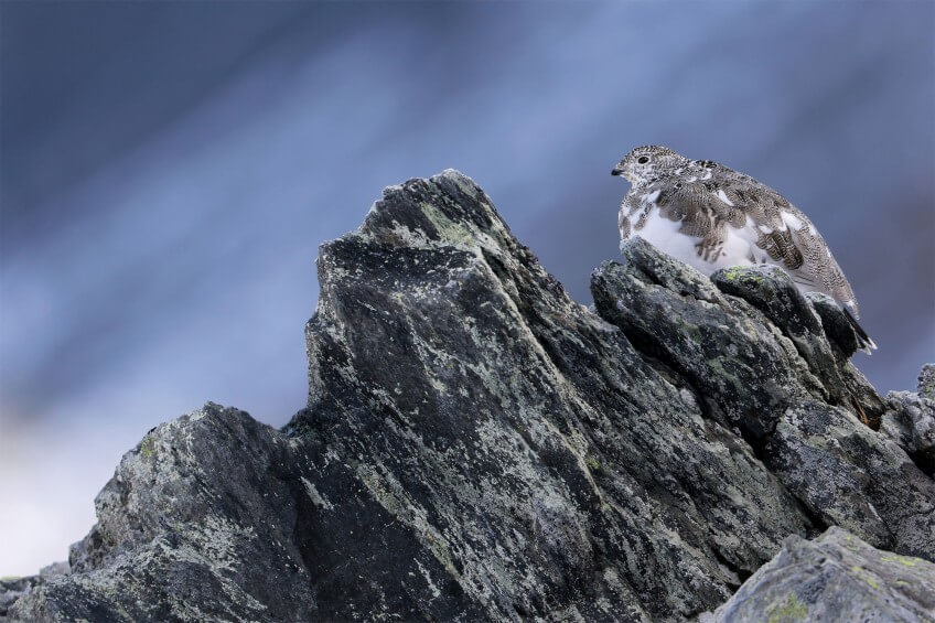 « Le lagopède alpin est un champion de la survie en haute montagne qui se camoufle dans le décor pour échapper à ses prédateurs. Quand il s'immobilise, sa forme comme sa couleur se confondent parfaitement avec la roche. La boule de plumes devient alors caillou. Jamais je n'avais vu une photo qui rende de manière aussi forte cet oiseau dans son milieu. »
 Concours photo 2015 de la Station ornithologique suisse