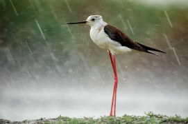 Echasse blanche / © Bence Mate