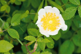 Eglantier des champs (Rosa arvensis) / © Benoît Renevey