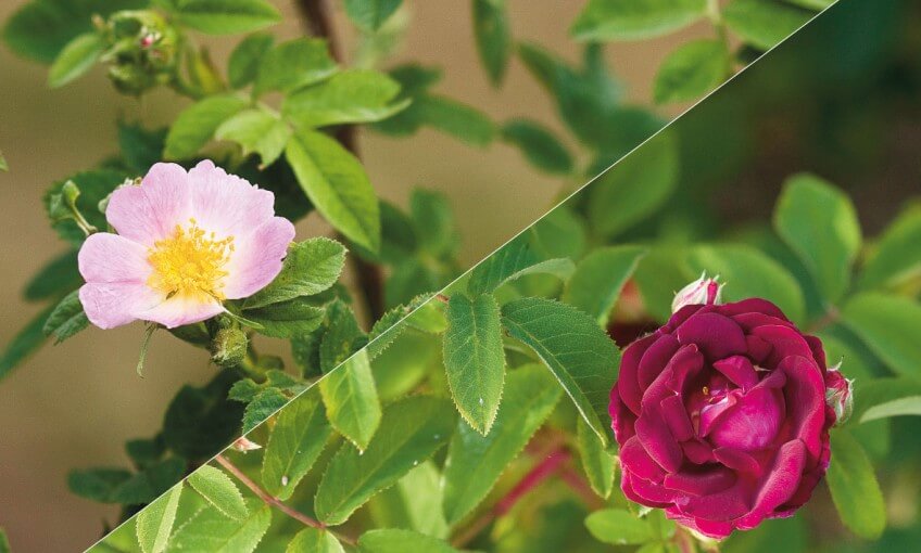 Eglantine (à gauche) et rose d'ornement (à droite)