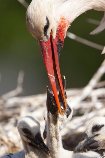 Cigogneau nourri par un parent A quand un franc retour de la cigogne en Suisse romande ?
