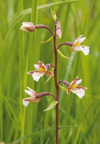 Epipactis des marais / © Benoît Renevey