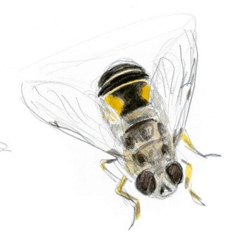 Eristale Les insectes et la marguerite dessin nature