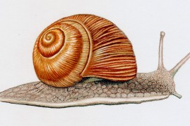Escargot de Bourgogne / © Gaëtan du Chatenet