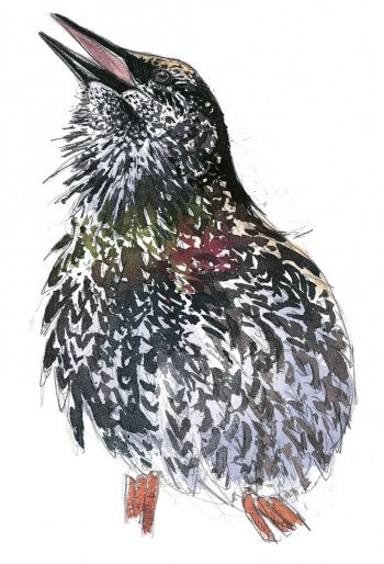 Etourneau aux reflets chatoyants Dessin étourneau sansonnet