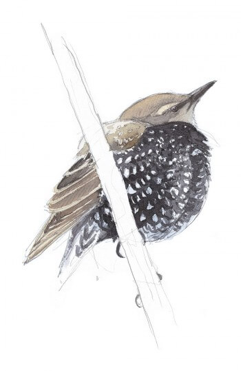 Etourneau perché sur une branche Dessin étourneau