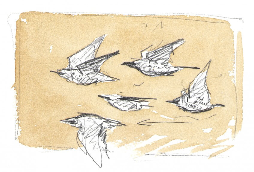 Etourneaux en vol Dessin nature étourneaux en vol