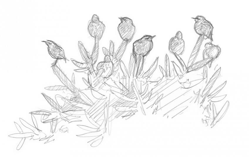 Etourneaux perchés au sommet d'un arbre Dessin nature étourneaux perchés