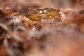 Etrille à marée basse. 
Glénan (Bretagne), le 17 avril 2007 à 12 h 03. / © Erwan Balança