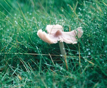 Etroitement lié aux pâturages maigres, cet hygrophore en capuchon figure sur la liste rouge des champignons de Suisse. Etroitement lié aux pâturages maigres, cet hygrophore en capuchon figure sur la liste rouge des champignons de Suisse.