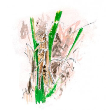 Euchorthippus declivus femelle, la proie favorite de la pie-grièche / © Benoît Perrotin