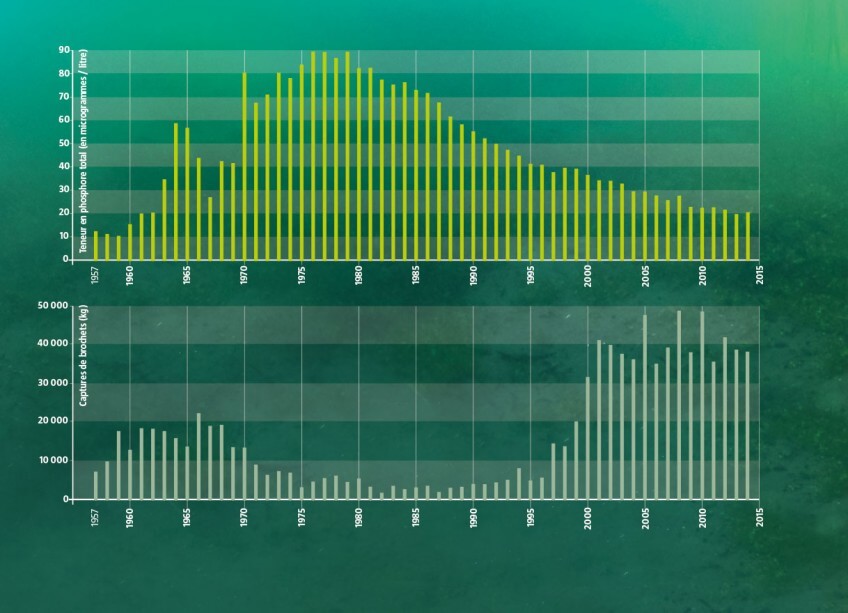 Evolution de la teneur en phosphore et des captures de brochets dans le léman