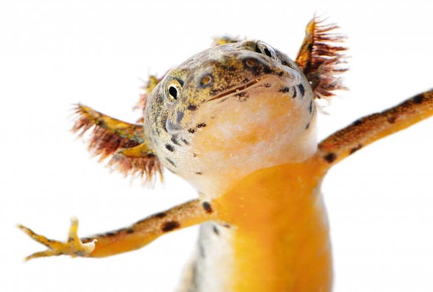 Larve de triton photo