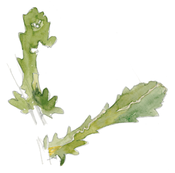 Feuilles de marguerite Les insectes et la marguerite dessin nature