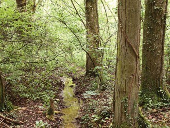 Forêt alluviale de la Grande Cariçaie / © Benoît Renevey