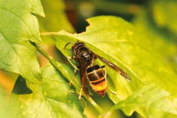 Frelon asiatique (Vespa velutina) photo