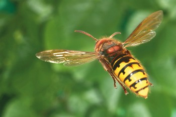Frelon européen (Vespa crabro) photo