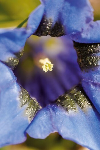 Gentiane acaule / © Karine Poitrineau