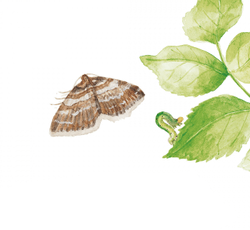 Géomètre ou chenille arpenteuse Insectes visiteurs des rosiers dessin nature