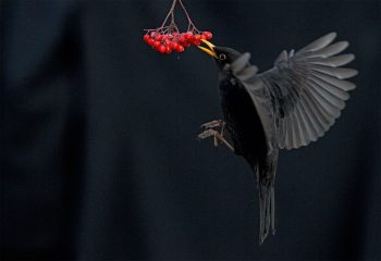 Gloire au merle ordinaire, premier prix de ce concours. Gloire au merle ordinaire, premier prix de ce concours.