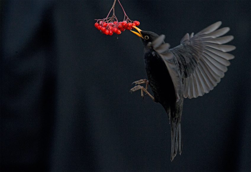 Concours photo 2015 de la Station ornithologique suisse