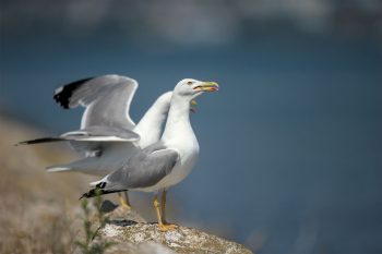 Goélands leucophées Goélands leucophées