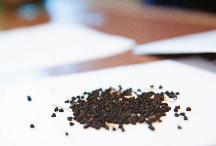 Graines de nielle des blés  photo