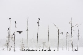 Grand corbeau / © Mika Honkalinna