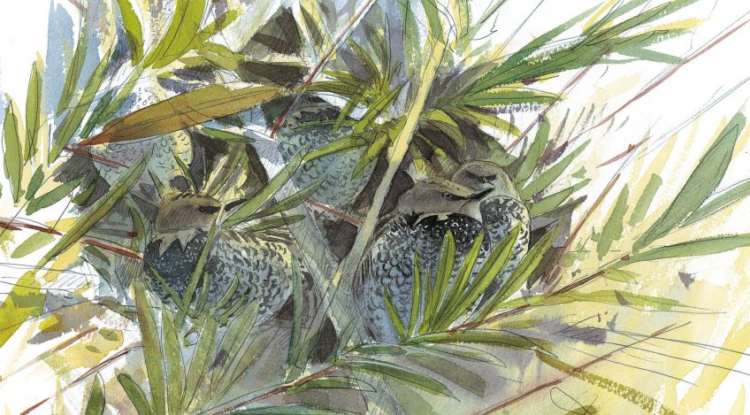 Dessin nature étourneaux dans un saule