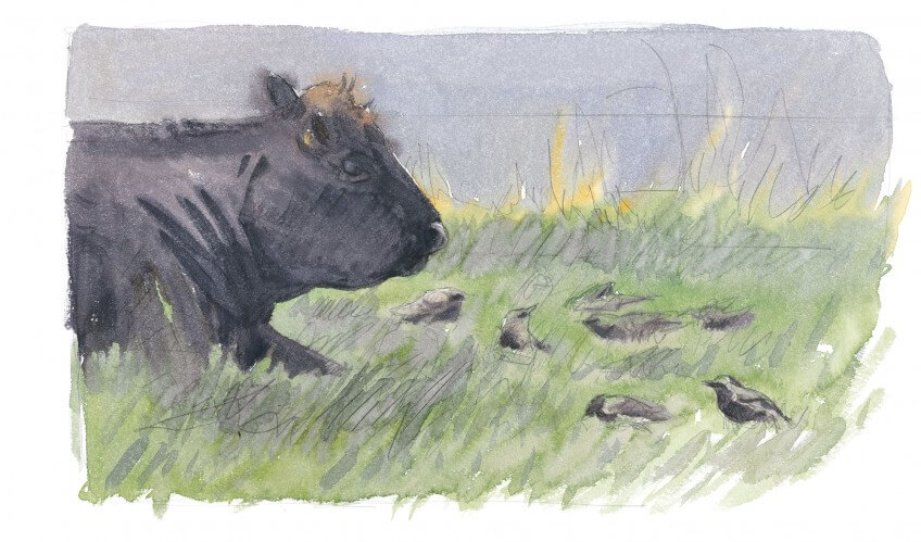 Groupe d'étourneaux en train de picorer parmi les vaches d'hérens Dessin étourneaux et vache