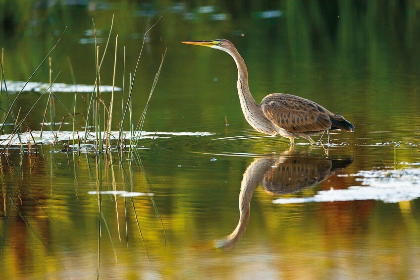 Héron pourpré Faune et flore de la grande caraiçaie photo