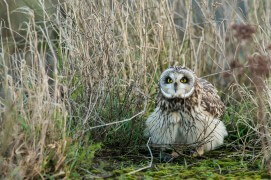 Hibou des marais / © Stéphane Bruchez