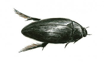 Hydrophile La mare de A à Z