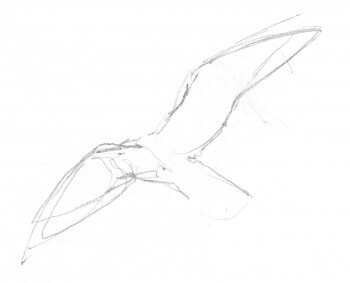 Dessin nature mouette rieuse