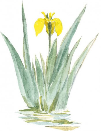 Iris jaune La mare de A à Z