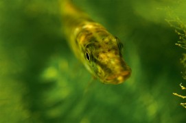 Jeune brochet / © Michel Lonfat