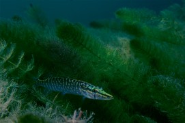 Jeune brochet / © Michel Lonfat