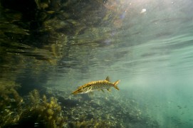 Jeune brochet / © Michel Lonfat