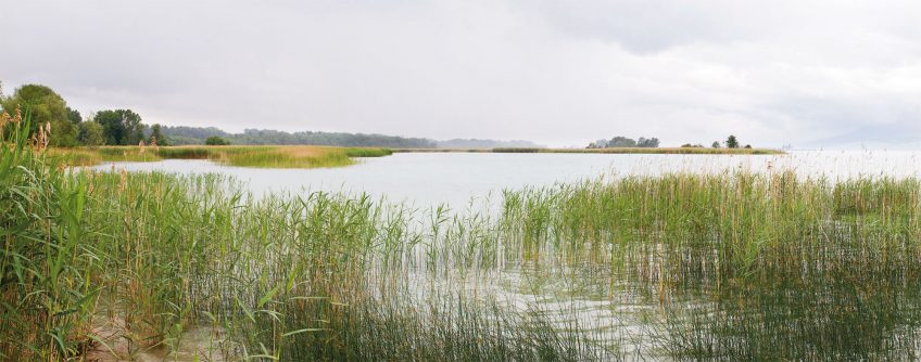 Faune et flore de la grande caraiçaie photo