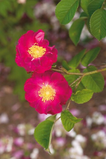 Variétés de rose