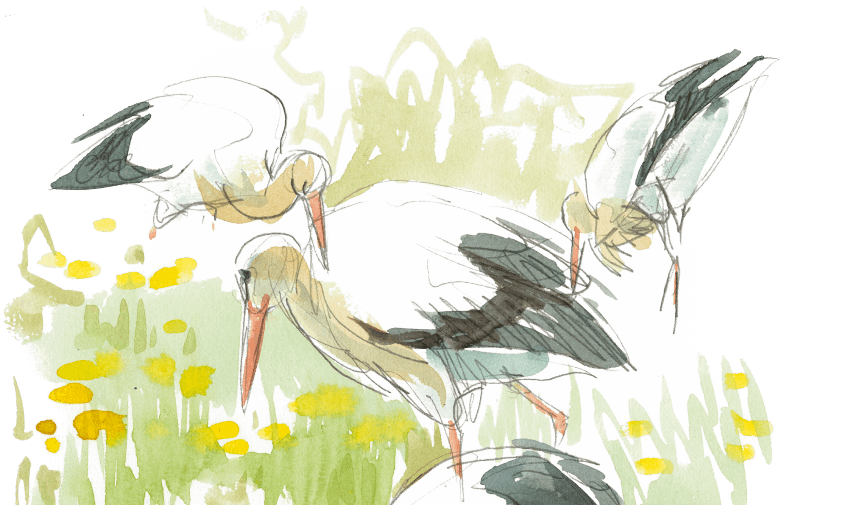 Histoires de cigognes