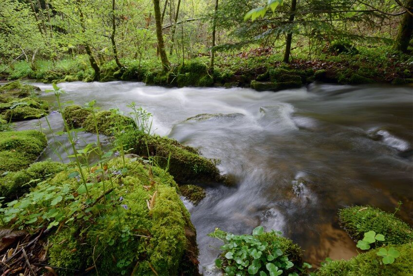 La cigogne noire a besoin de nombreux cours d'eau et étangs non loin du nid pour nourrir ses jeunes. Face au donjon de la cigogne noire